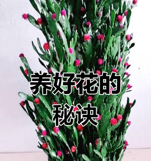 仙人掌是什么植物？如何进行养护？