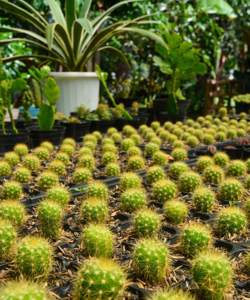 仙人掌是什么植物？如何进行养护？