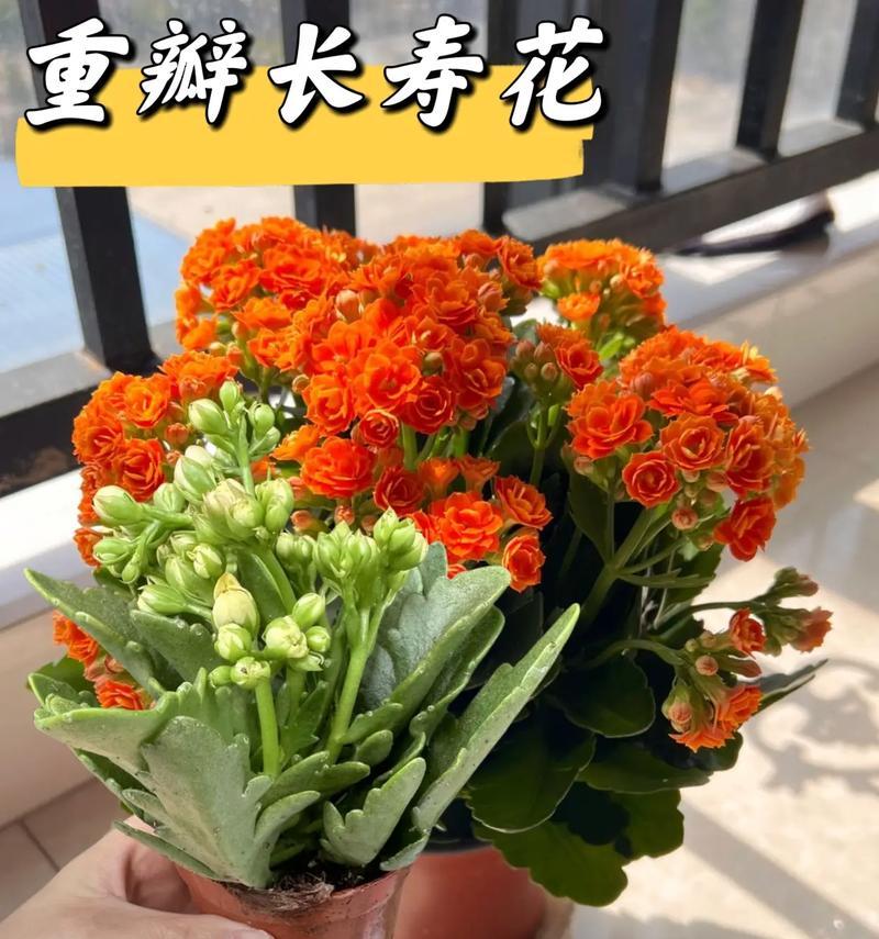 近期适合种植哪些花卉？种植技巧有哪些？