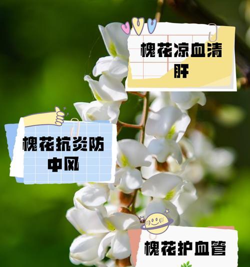 槐花的寓意是什么？槐花的花语有哪些？