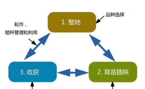 网络用语“二等水稻”是什么含义？