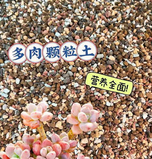 营养土苔藓中有哪些植物？它们的生长环境如何？