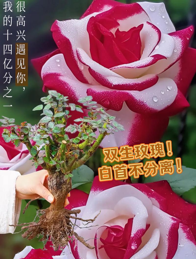 玫瑰花献给菩萨有何寓意？献花给菩萨的宗教意义是什么？