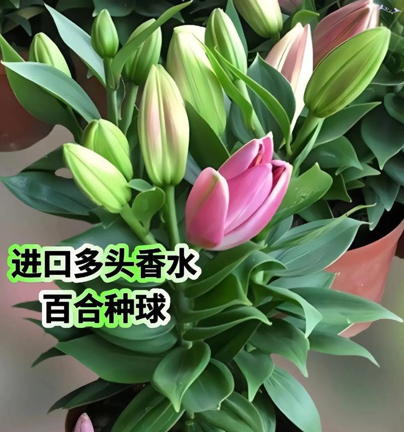 百合兰花的含义和象征是什么？百合兰花代表什么？