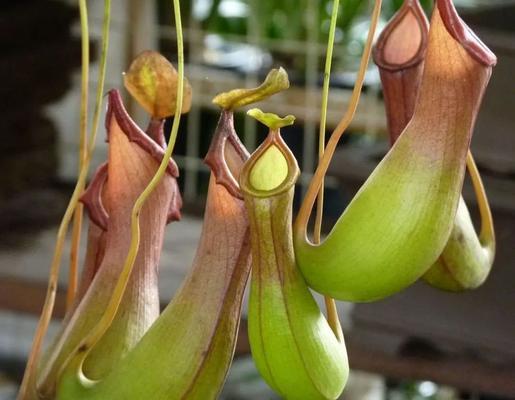 夏天有什么动物和植物？如何进行夏季植物养护？