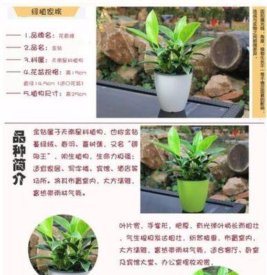 哪些植物不算绿植？如何区分绿植和其他植物？