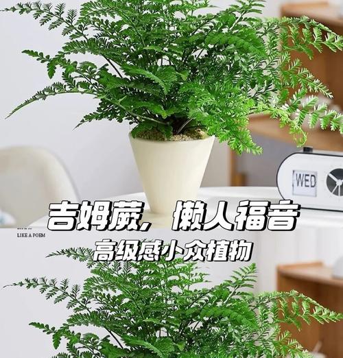 哪些植物不算绿植？如何区分绿植和其他植物？