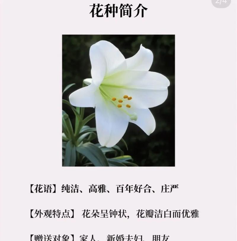 四朵白百合花的含义是什么？四朵白百合代表什么？