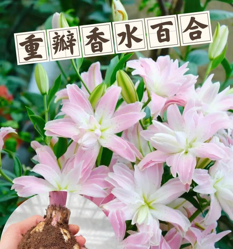 百合花象征的快乐有哪些具体表现？