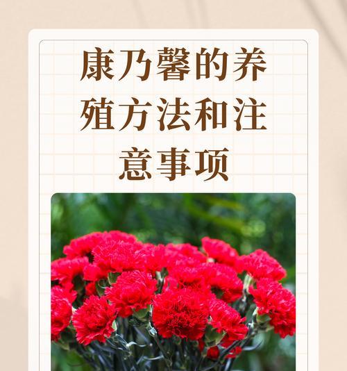 康乃馨的花语及其代表意义是什么？