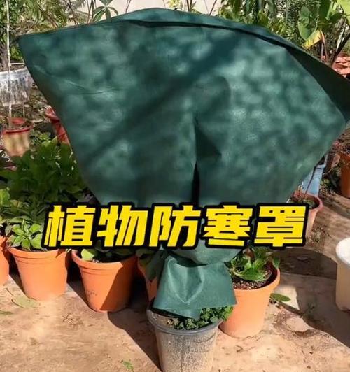 室内植物冬季如何保暖？有哪些过冬的注意事项？