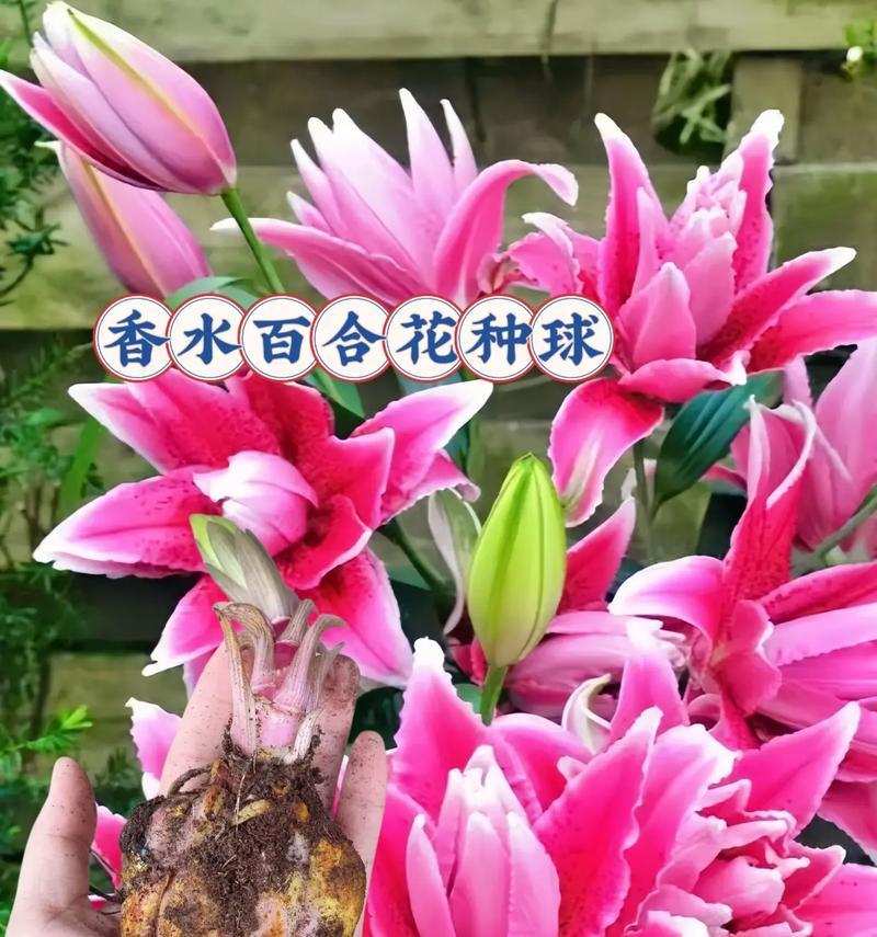 百合花束的意义和寓意是什么？