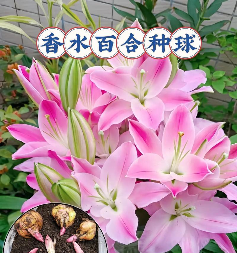 相亲时送百合花有何深意？这种传统背后的意义是什么？