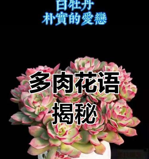 肉肉植物代表什么？它们的花语有哪些？