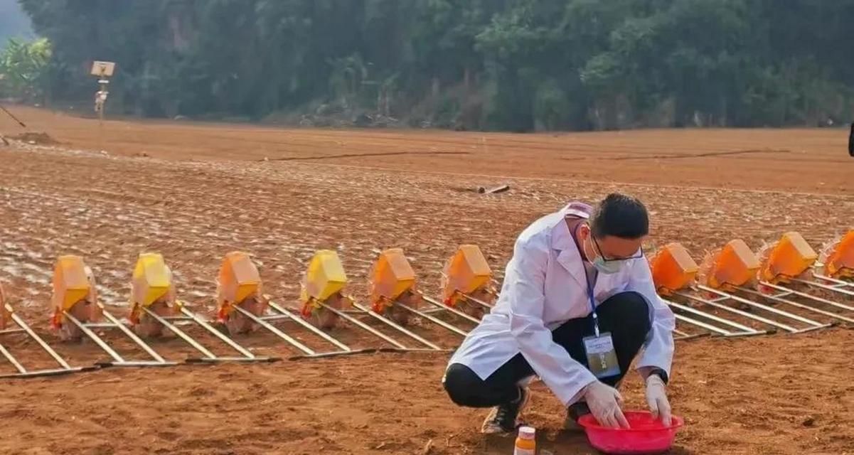 水稻有哪些另类种植方法？如何操作？