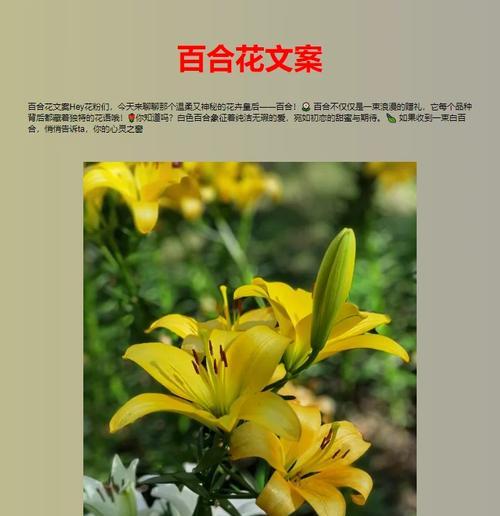 四朵白百合花的寓意是什么？它们在花语中代表着什么？