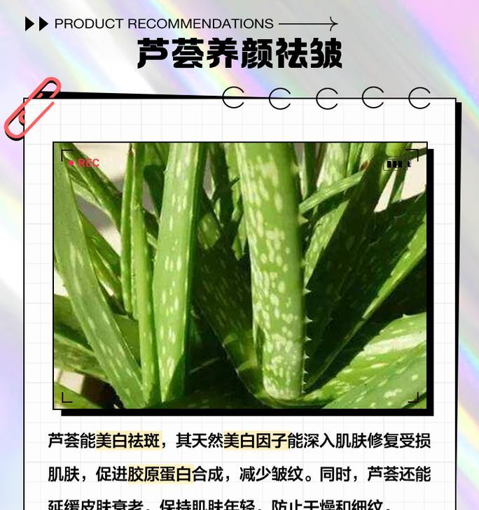 健康植物芦荟有什么功效？如何正确养护？