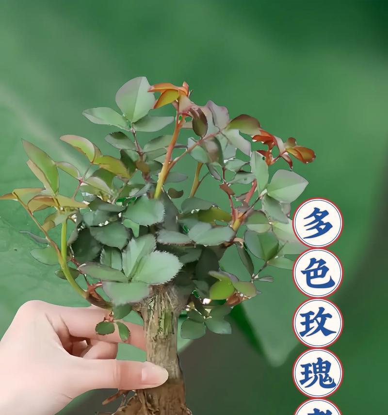 玫瑰花地栽小苗养护有哪些要点？