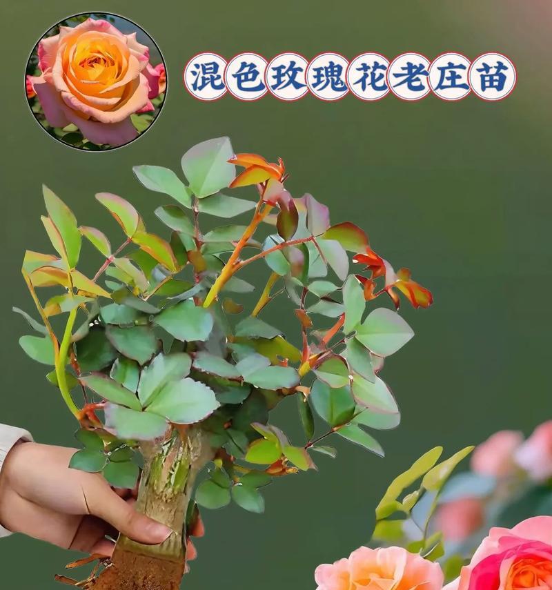 玫瑰花地栽小苗养护有哪些要点？