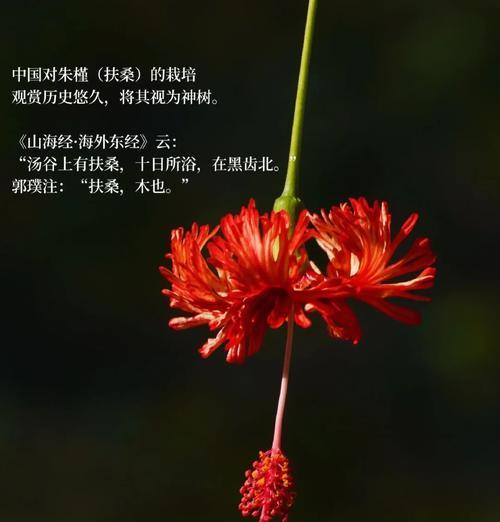 阳性花卉代表的含义是什么？