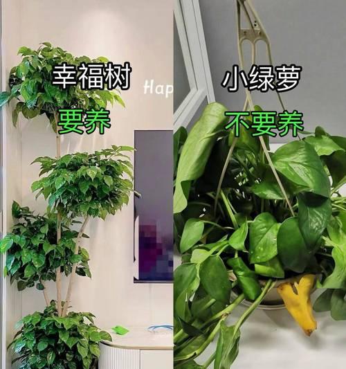 盐田居家绿植花卉有哪些推荐？如何选择适合的品种？