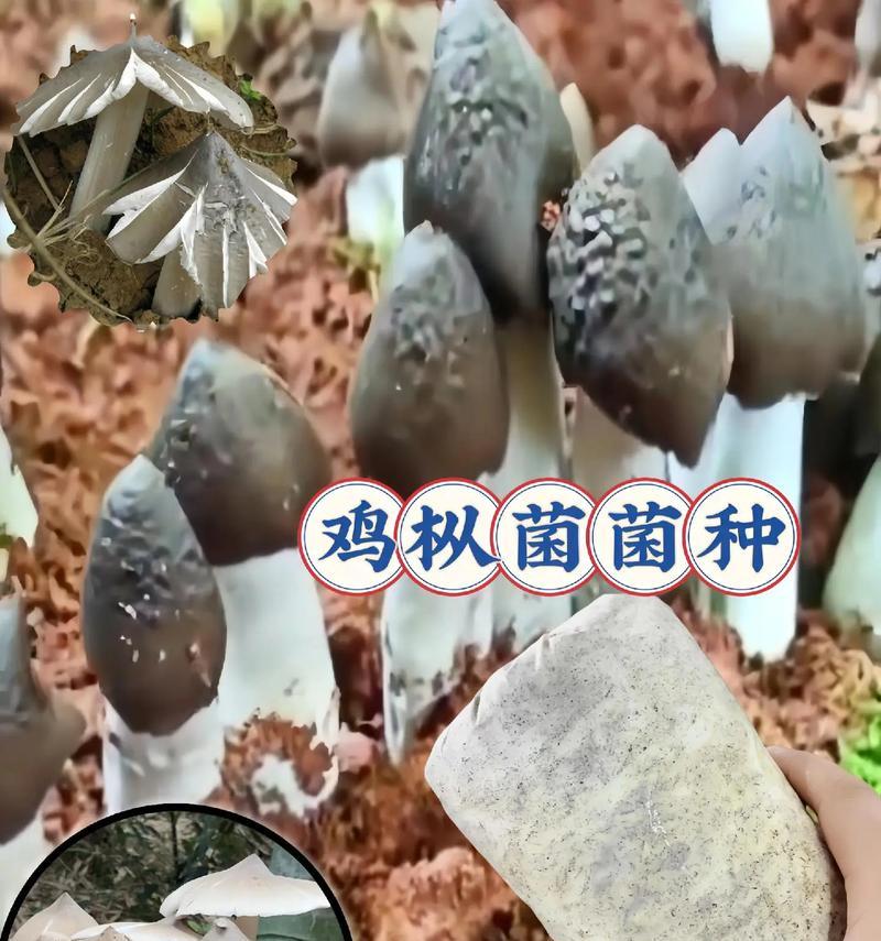 什么蘑菇适合盆栽养殖种植？盆栽蘑菇有哪些好处？