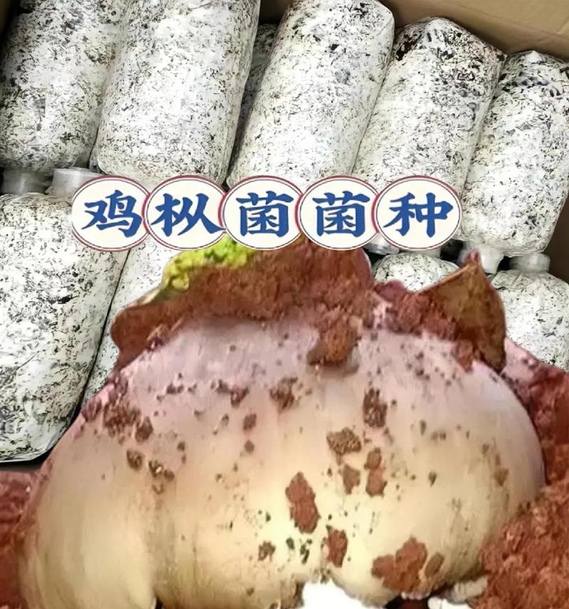 什么蘑菇适合盆栽养殖种植？盆栽蘑菇有哪些好处？