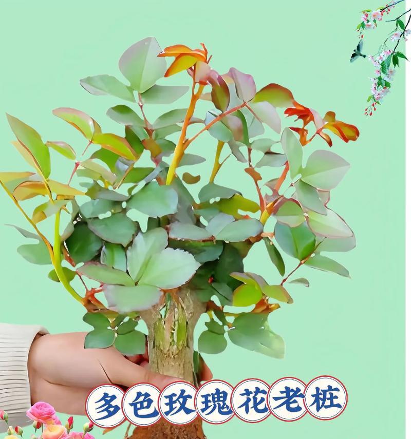 不同颜色的花有什么寓意？它们各自代表了什么？