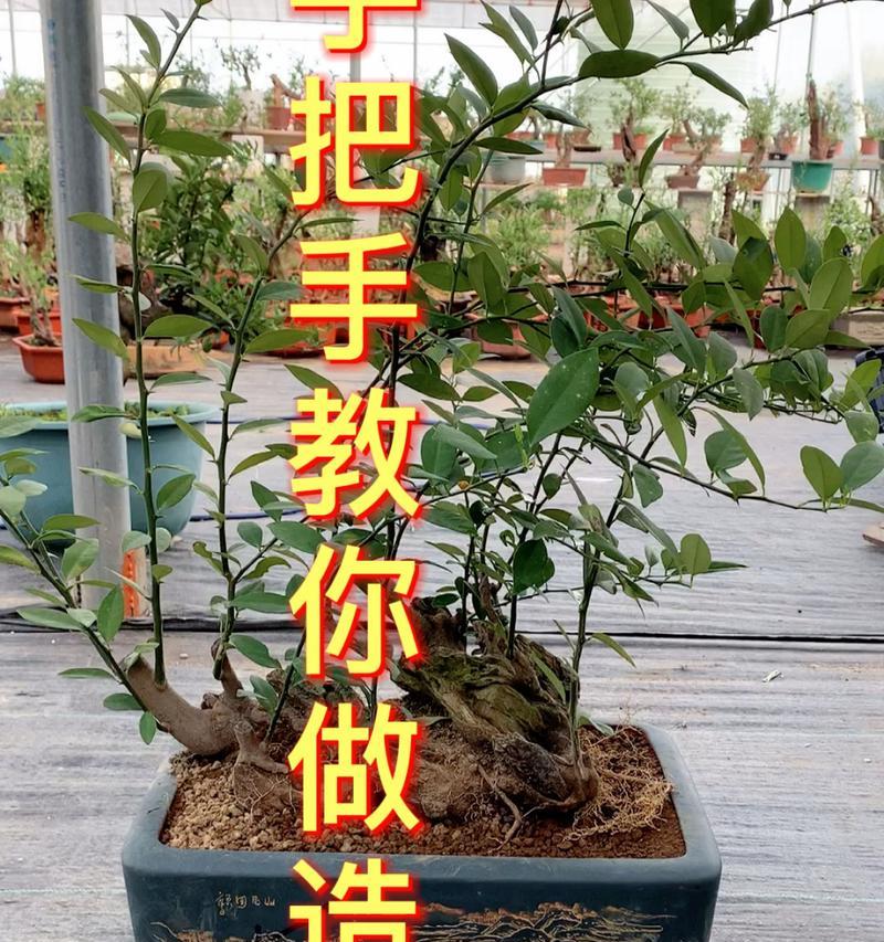 怎么给植物定型铝线？植物定型铝线的使用方法是什么？