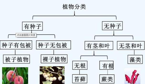 植物基本单位是什么？植物的生长基础是什么？