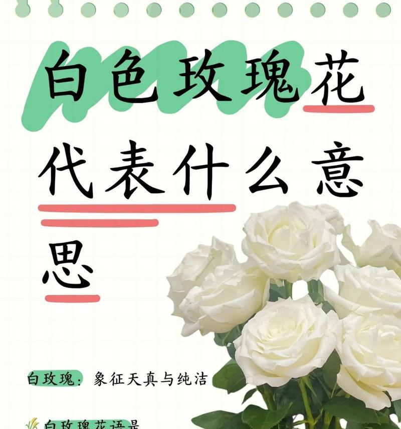 玫红色玫瑰花代表什么？它的寓意是什么？