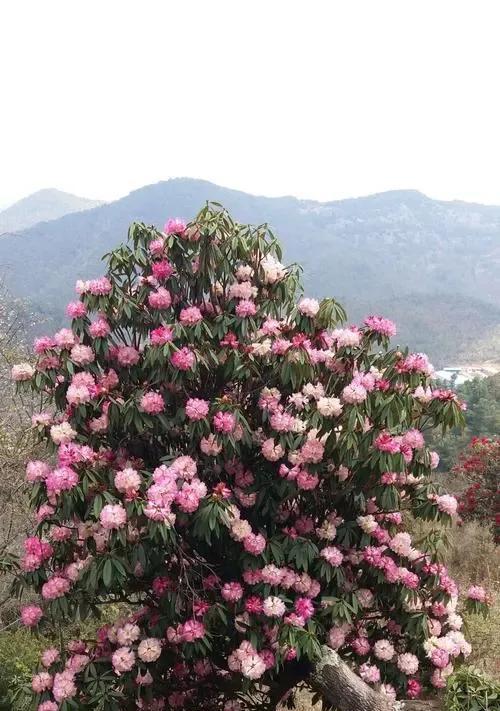 种球花卉有哪些？跟鼻涕似的植物是什么植物？