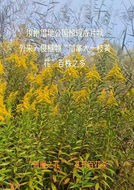 哪种花象征恶魔？这种花的寓意有何历史或文化背景？