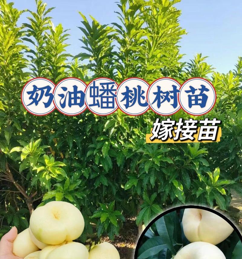 超甜油蟠桃树苗怎么养护和管理？如何培育出甜美的油蟠桃？