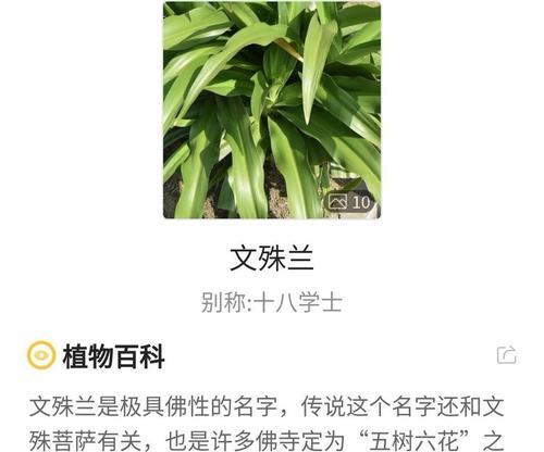 金英花卉的用途和功效是什么？如何正确使用？