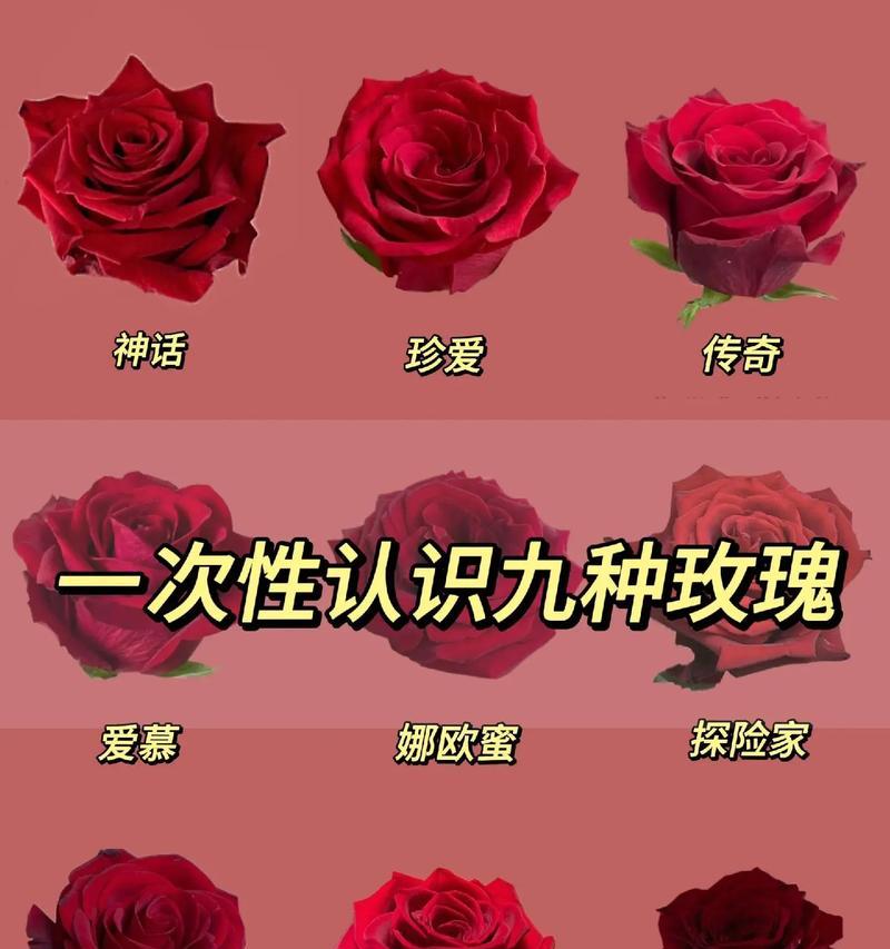 老人送大玫瑰花有何寓意？大玫瑰花在传统中象征着什么？