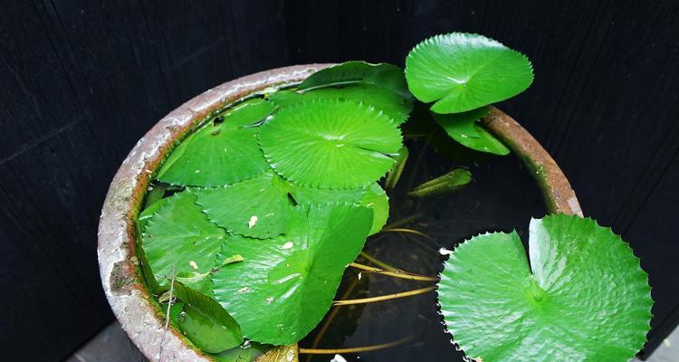 室内适合种植哪些水生植物？