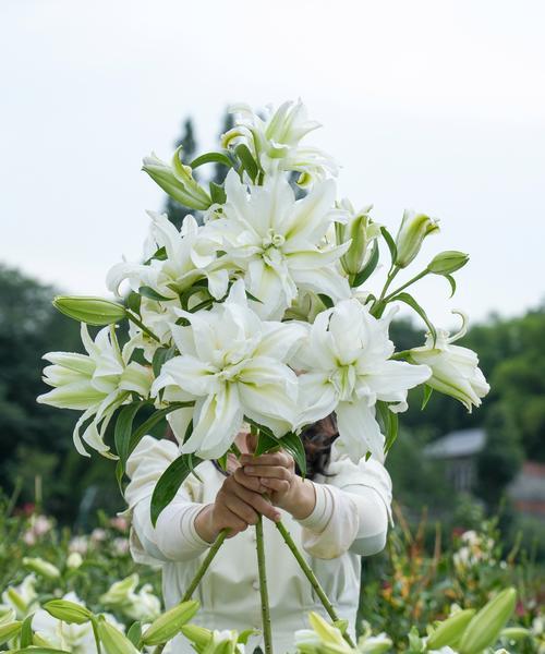 百合球根什么时候种植？种植前需要做哪些准备？