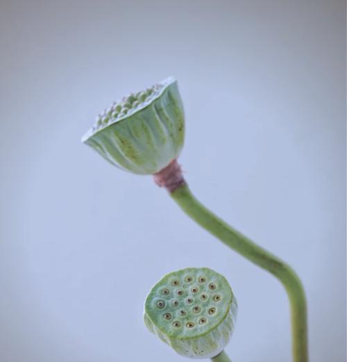 莲蓬荷花桃花的寓意是什么？这些植物各自代表什么？