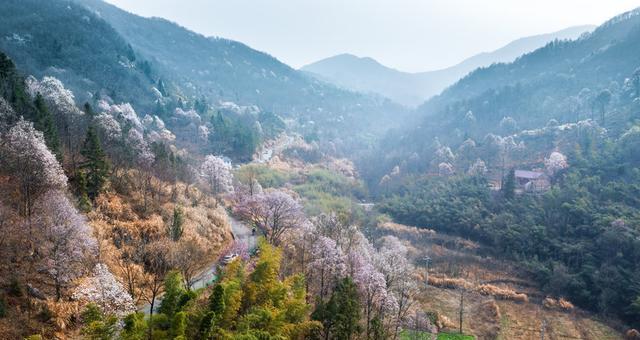 金寨有名的花卉市场叫什么？如何到达那里？