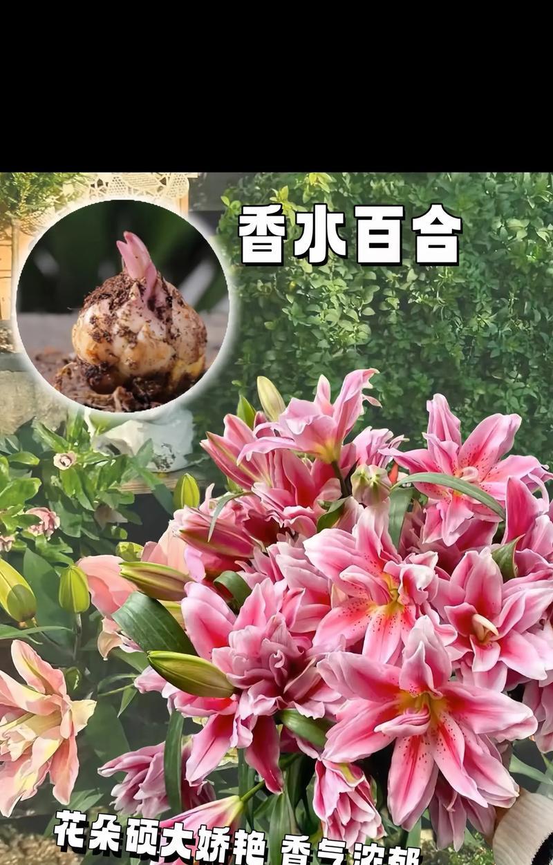 粉色百合花语有哪些？它象征着什么？