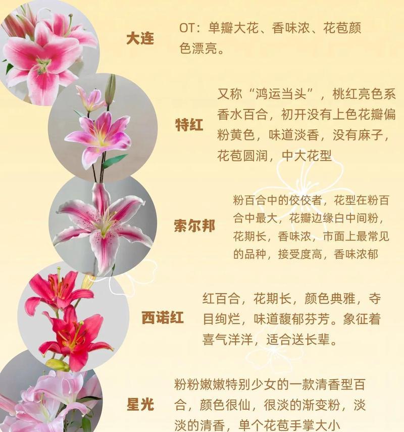 单瓣百合花不同颜色代表什么？它们各自有什么花语？