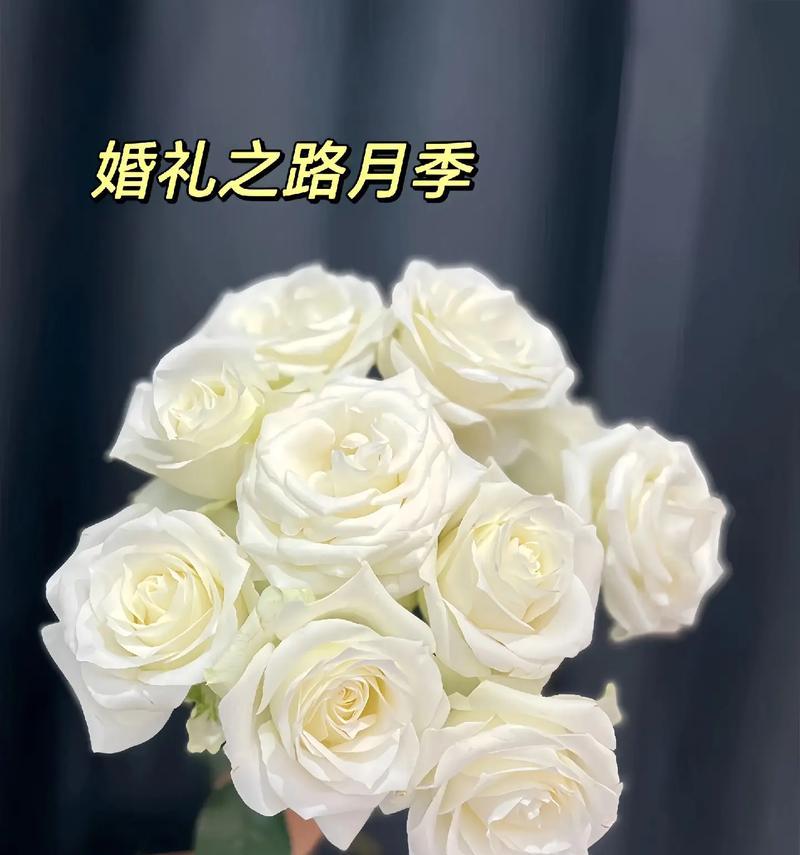 白玫瑰搭配哪种花最合适？