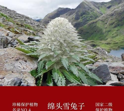 一级保护植物包括哪些？它们为何重要？