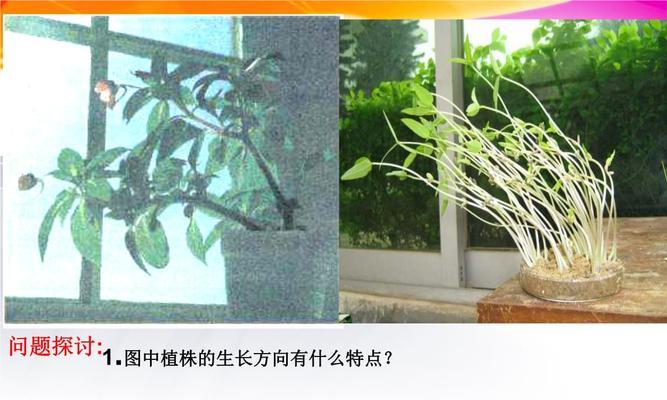 天使植物的养护要点是什么？如何确保它们生长旺盛？