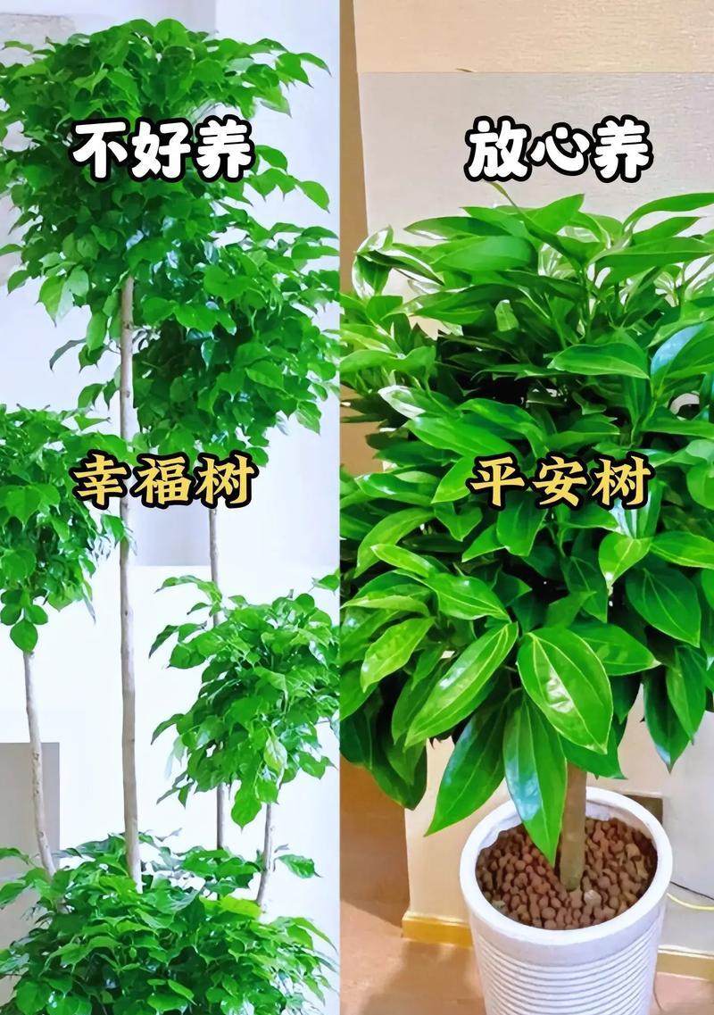 有哪些植物适合新手种植？