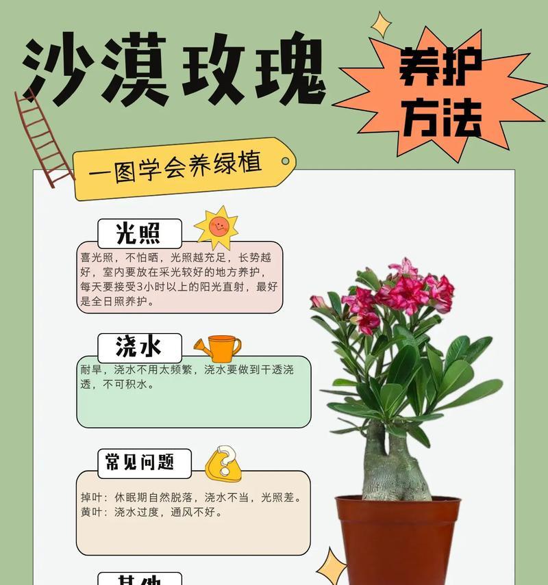 秋天如何正确养护玫瑰花？