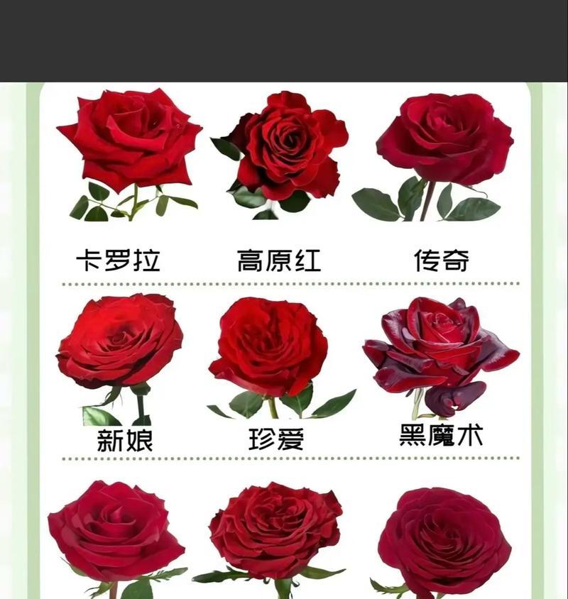 玫瑰花道具花语有何含义？