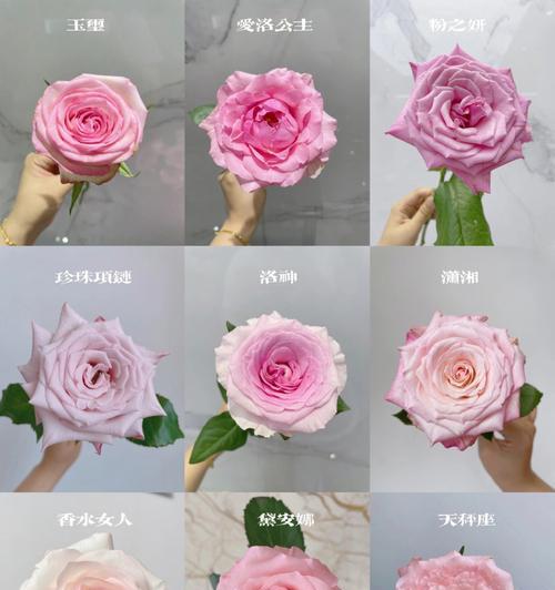 粉色玫瑰花代表的含义是什么？