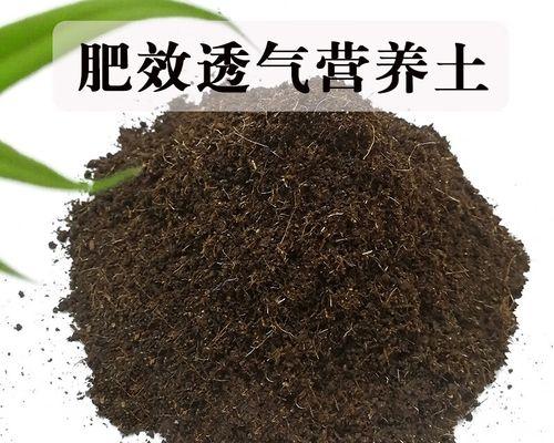 君子兰砖用土种植的最佳方法是什么？